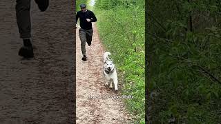 Qui court le moins vite ? #chien #educationcanine #animaux #chienmignon #chiot #chiens #huskylife