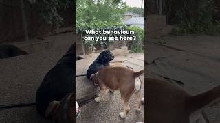 What’s happening here? #dogtraining #dogbehavior #correction