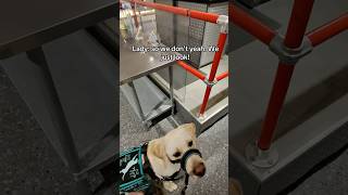 Amazing service dog cider 🫶🏼 #servicedog #dog #dogtraining #youtubeshorts #shorts