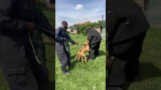 Training a mutt do do guarding #greathabibk9academy