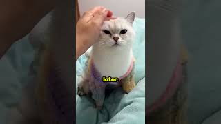 The World's Smartest Cat! 🐱❤️ How she saved her owner.