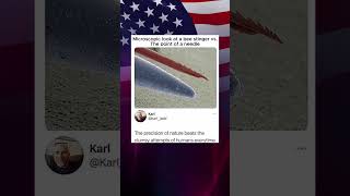 Microscopic View of a Bee Sting Compared to the Tip of a Needle