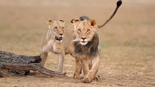 Africa’s Most Dangerous Meeting Point for Wildlife | Extreme Earth