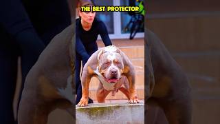 The best bodyguard 🔥🐶❤️🦮 #k9 #dogcoach #dog #pitbull #canecorso #pets