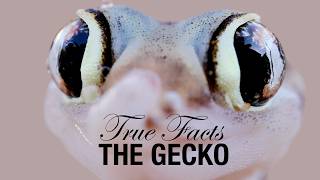 True Facts: Geckos