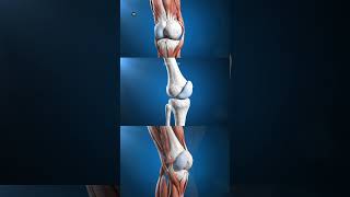 Knee Joint 3D Anatomy & Ligaments #kneejoint #humananatomy #anatomy