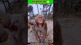 Survival Skills: SIMPLE and USEFUL #bushcraft #camping #outdoor