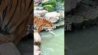 This Tiger Hates Bath 🐯#tiger #shorts
