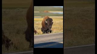 ఒక బైసన్ దాదాపు 1000 కిలోల బరువు ఉంటుంది.