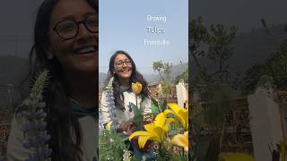 Growing tulips on terrace 🌷#terracegarden #gardeningtips #gardendesign #tulips #flowers