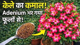 केले का कमाल! एडेनियम भर गया फूलों से.Adenium Plant Care.4 secret flowering tips for Adenium Flower.