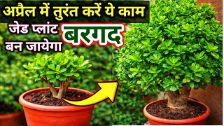 अप्रैल में तुरंत करें ये 5 Secret काम, जेड प्लांट जंगल बन जायेगा.Jade plant care.Fast growth tricks.
