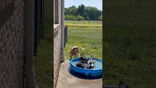 The ducks are mean to the dog! #cattledog #ducks #minifarm #farm #pool #backyard #swimming #lovely