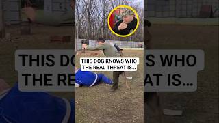 Looks controlled, but the dog sees a real threat. The target isn’t who you think.