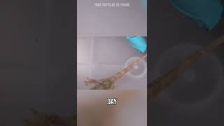 steve's having tail for dinner