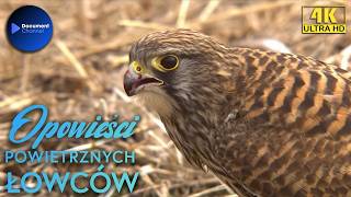 Królowie Przestworzy | Ptaki Drapieżne Polujące z Wysokości | Część 2 Opowieści Powietrznych Łowców