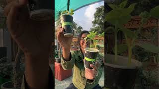 March-April mai kya sabji lagayein? #gardeningtips #gardenideas #summerseeds #terracegarden