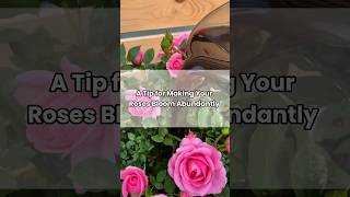 A Tip For Making Your Roses Bloom Abundantly 🌹 #ytshorts  #growth #gardening