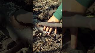 You should prune fig trees...