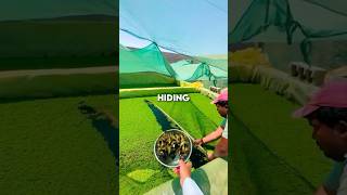 This Duck Was In For A Surprise 🦆 #ducks #shorts