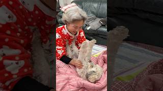 a day in the life of our rescued dog, MayBee! #dogs #rescuedog #dogslife #wholesome