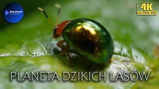 Planeta Dzikich Lasów - Pradawne Lasy 🌍 Film Przyrodniczy Lektor PL | Tajemnice Dzikiej Natury w 4K