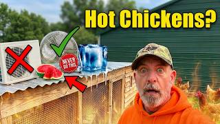 The Real Way to Keep Chickens Cool in Summer - Science not Myths