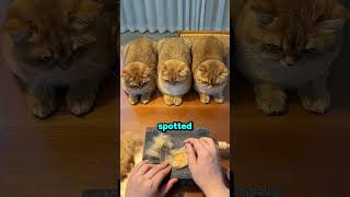 These cats were absolutely obsessed with their own