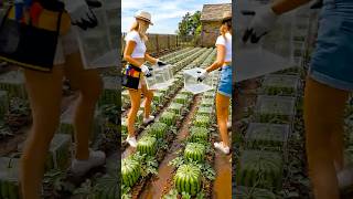 You won’t believe how square watermelons are grown 🤯🍉 #garden #gardening #diy #watermelon