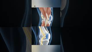 The Mechanics of Motion: 3D Knee Joint Anatomy & Ligaments #anatomy #shortvideo