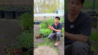 🤔 I brought my indoor seedlings outside and they wilted