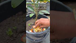 Growing lime tree from fruit peels as compost fertilizer #lime #garden #shorts #farming