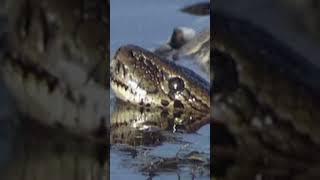 Something Lurks Beneath the Water…#africawildlife #animaldocumentary #predators