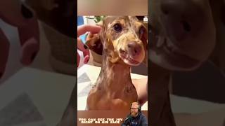 My Dog LOVES Massage — Look at His Happy Face 😍🐶 | USA Pets #dog #pets