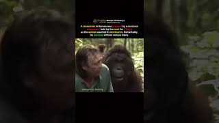 A Researcher Held by an Orangutan for 3 Hours #shorts