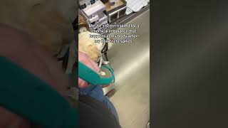 He is trained for what? #servicedog #dog #dogtraining #youtubeshorts #shorts