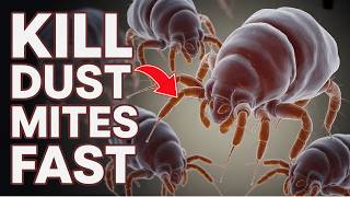 9 DIY Ways to Get Rid of Dust Mites (And Breathe Better Tonight)