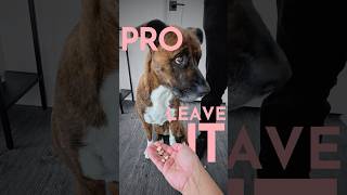 How to teach a dog not to take food from other people without your permission.  #dogtraining