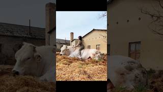 ఇది నిజంగా బాడీ బిల్డింగ్ చేసిన ఆవు కాదు.