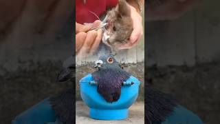 Cat Head Parasite Removal | Gentle Vet Treatment and Safe Rescue #usaaudience #ukaudience