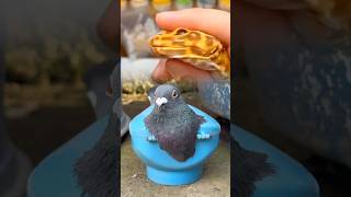 Eye Infection Diagnosis | Gentle Vet Care and Safe Treatment #usaaudience #ukaudience