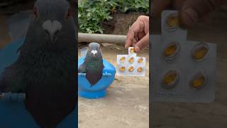 Proper Medicine Helped This Weak Pigeon Recover Fast #usaaudience #ukaudience
