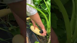 The Compact Garden Book Giveaway