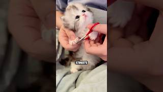 XL  Indoor Cats Never Grow Up — They're Forever Babies! 😺🍼#animals #funny #cute #shortfeed #kitty