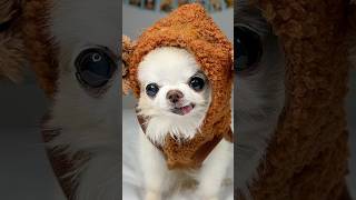 Here Comes The Cutest Chunky Monkey Chihuahua You’ve Ever Seen 🥰🐒