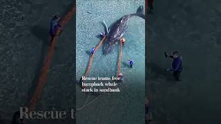 Rescue teams free humpback whale stuck in sandbank