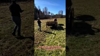 Incredible 18th Century Manure Spreader Demonstration At Farm Festival #farming #vintage #festival