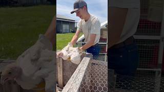 Homemade poultry transporter #poultry #farm #handmade #transporter #turkey #builtnotbought #diy