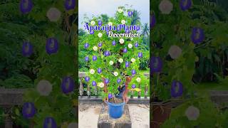 Beat Way To Decorate Aparajita Plant | Aparajita Plant pruning And Repotting  #aparajitaplantcare