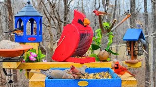 🔴 Cardinal Bird Feeder Cam 24/7 | Blue Jays & Backyard Birds